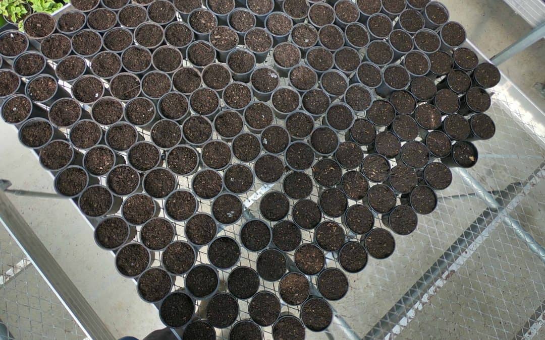 Planted Lots of Seeds