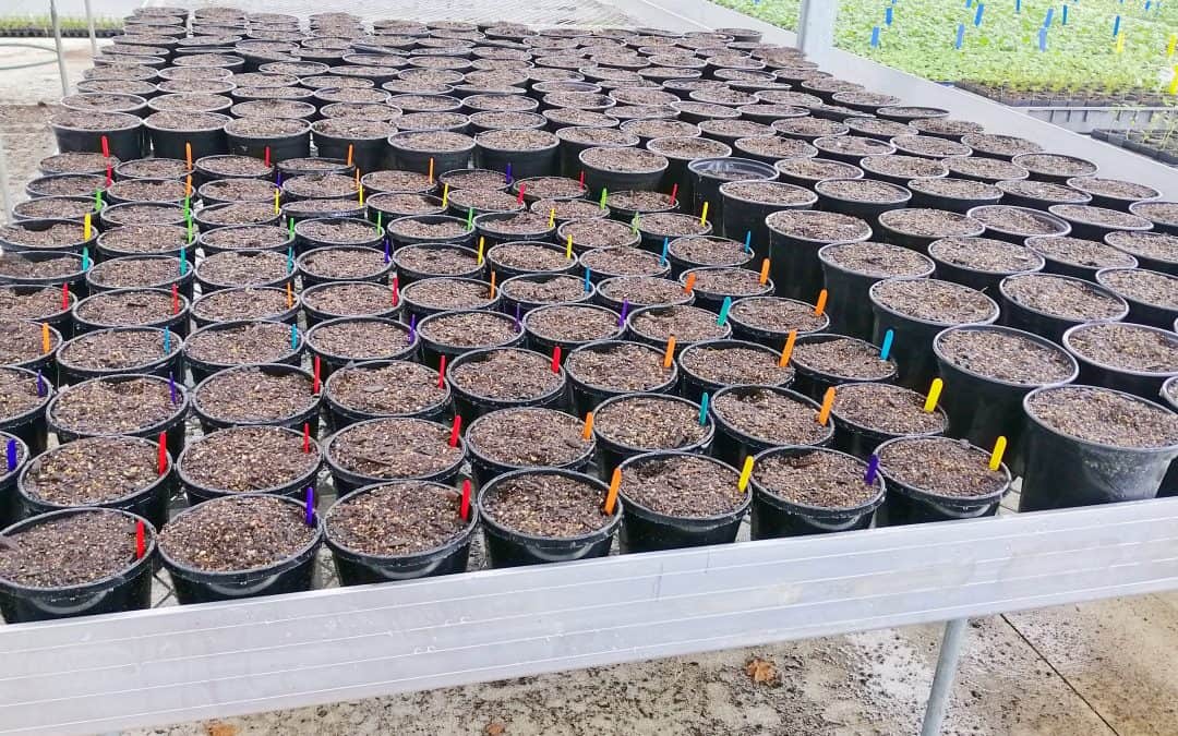 Seedlings Have Been Planted