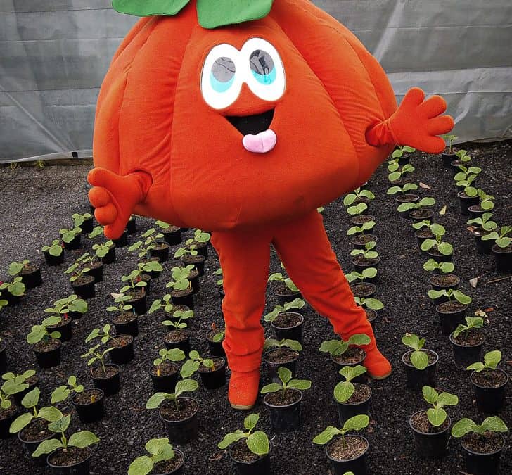 Seedlings Are Available Now